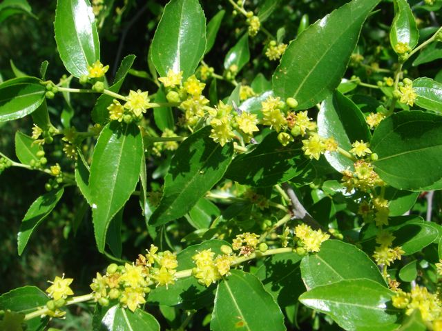 معرفی و راهنمای پرورش درختان میوه - عناب